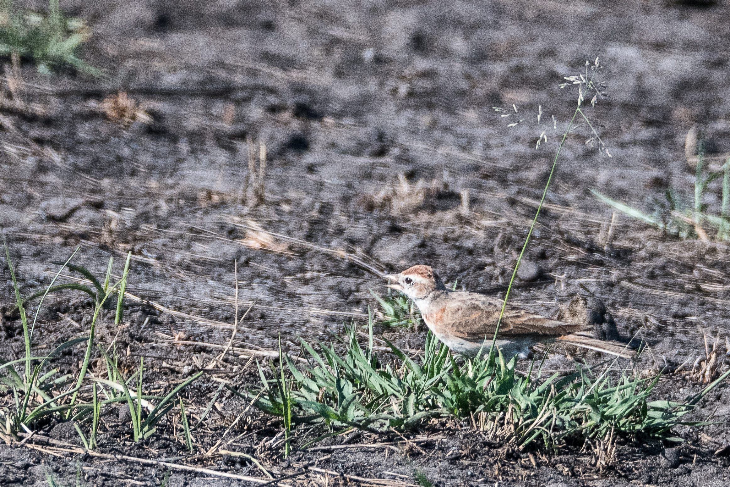 Alouette cendrille (Red-capped  lark, Calandrella cinerea), Shinde, Delta de l'Okavango, Botswana.